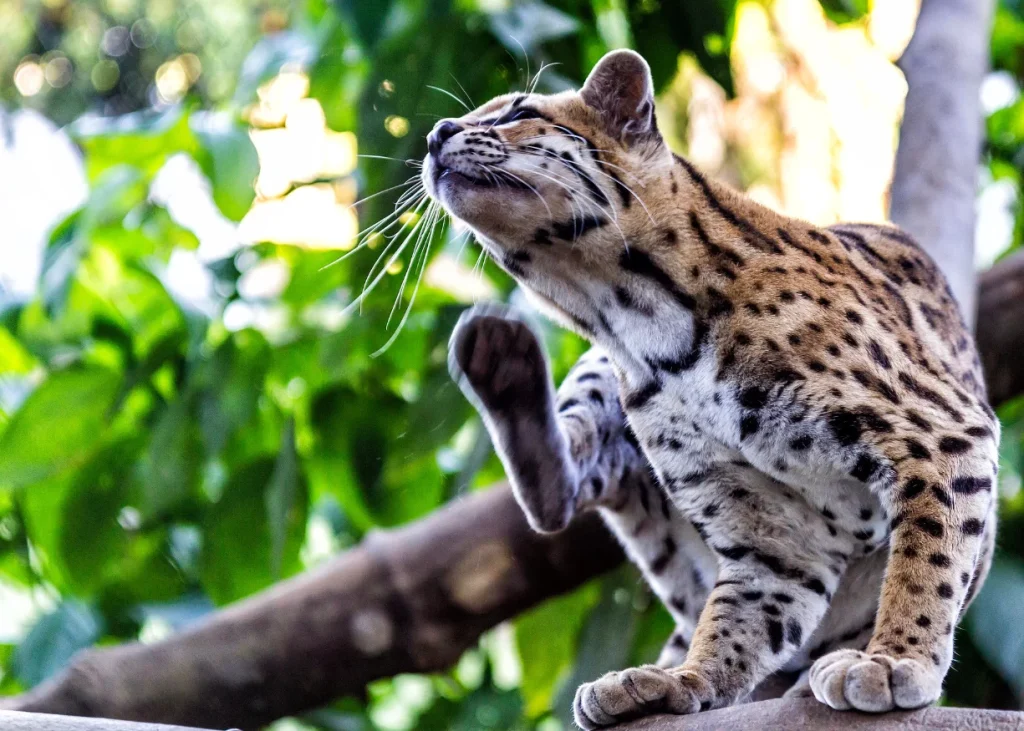 Programa Taricaya: 5 Días – 4 Noches (Tambopata)