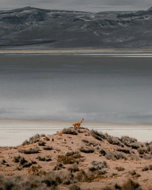 Tours en Tours en Arequipa